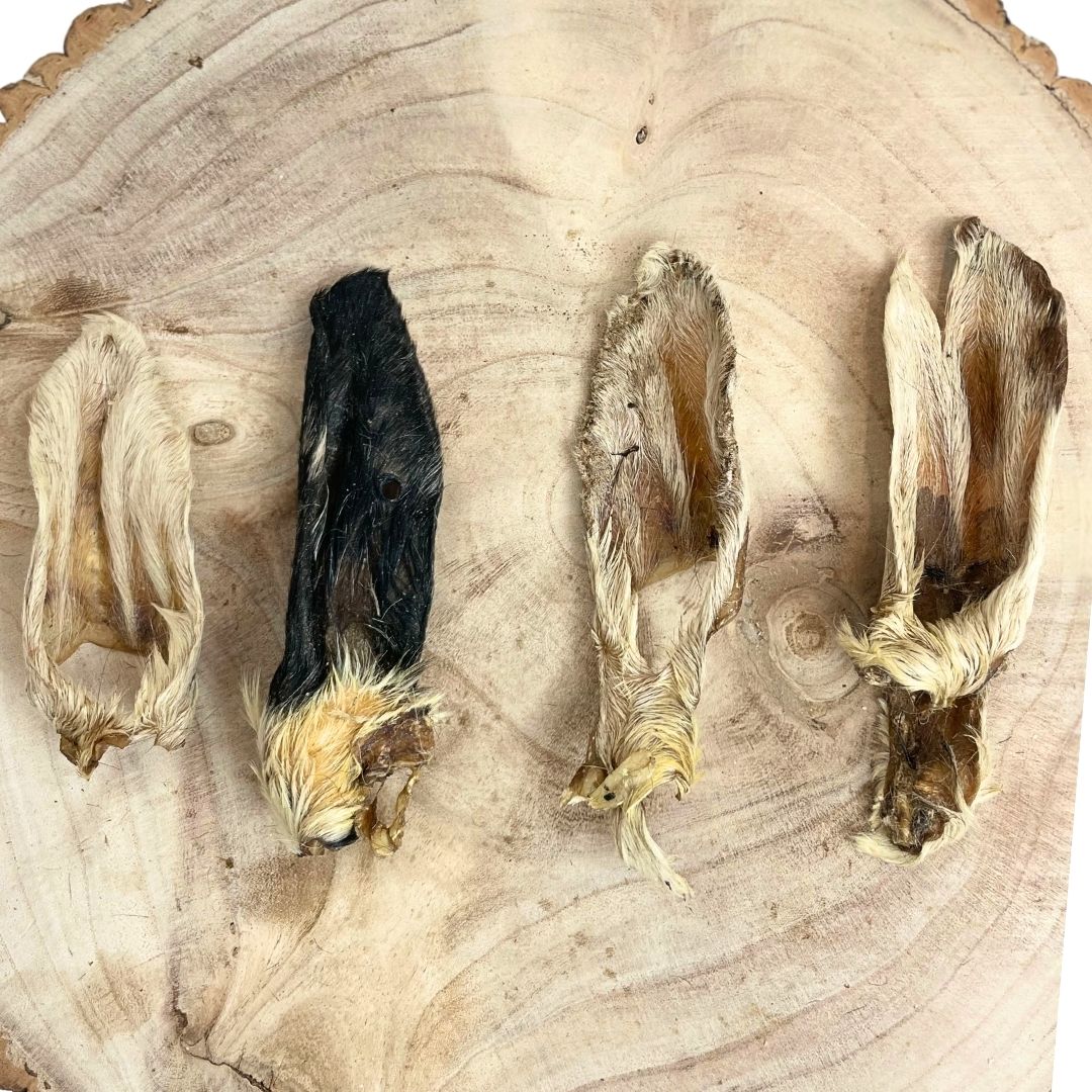 hairy lamb ears